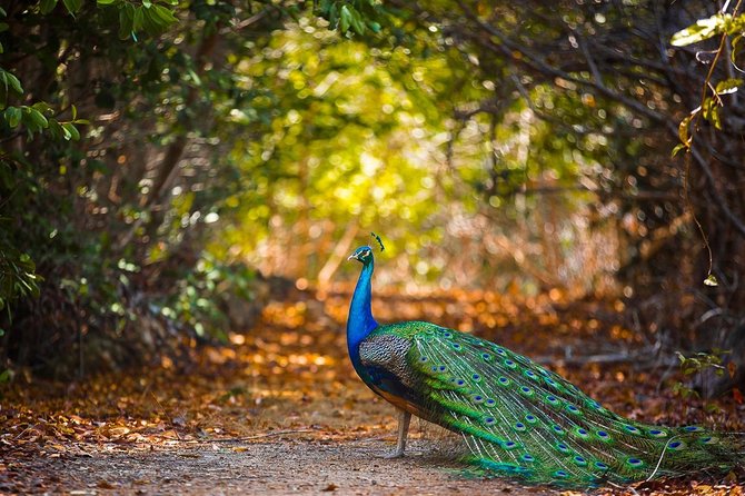 Cartagena Private Aviary Tour