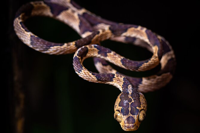 Chachagua Rainforest Night Walk Tour - Tour Name and Location