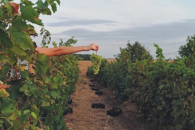 Champagne Region Excursion From Paris With Private Driver - Inclusions and Pickup Details