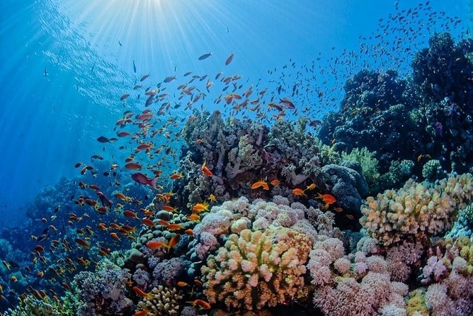 Cheap Trip: From Cairo to Hurghada (Alf Leila Wa Leila+Submarine)And Return