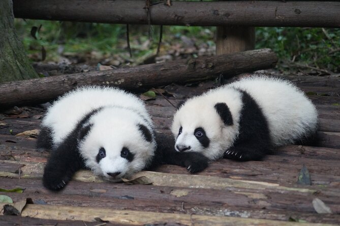 Chengdu Airport to Hotel: Private Transfer for up to 5 Pax - Pricing and Reservation