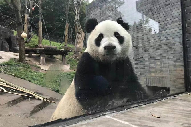 Chengdu All Panda Experience Private Day Tour