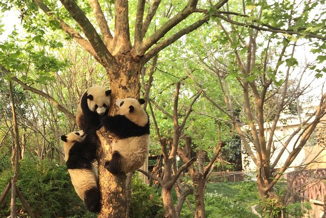 Chengdu Wolong Panda Base Volunteer Experience Trip
