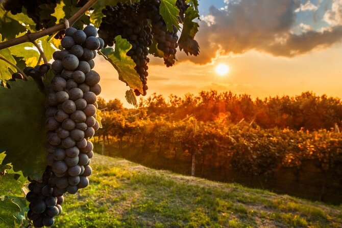 Chianti Private Tour With Dinner and Wine Tasting Experience - Tour Location and Inclusions