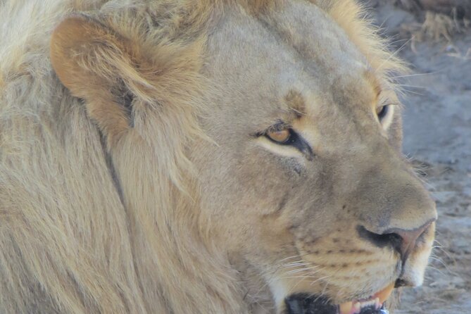 Chobe Full Day Safari Extended - Wildlife Encounters