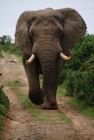 Chobe Full Day Safari Trip - Inclusions
