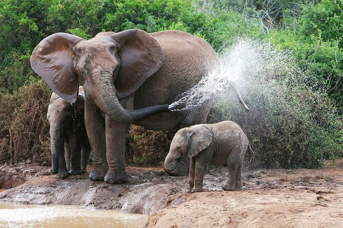 Chobe National Park Safari Day Trip - Location and Inclusions