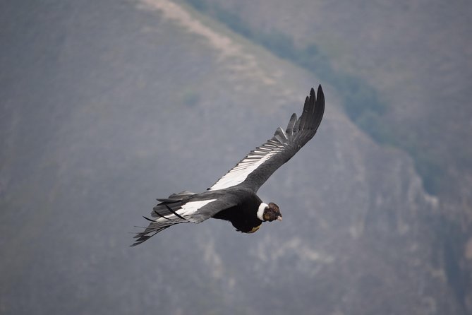 Chonta – Condor Sighting 2D/1N