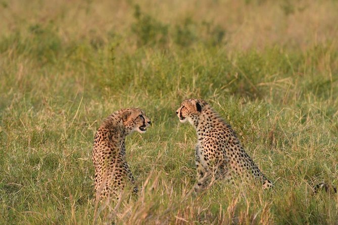 Classic Rhapsody Masai Mara Safari