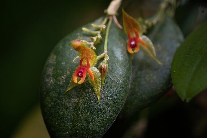 Cloud Forest Natural History Tour - Location Details