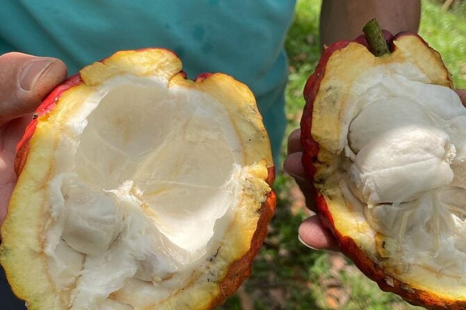 Cocoa (Chocolate) and Coffee Tours From Pereira or Armenia - Tour Details