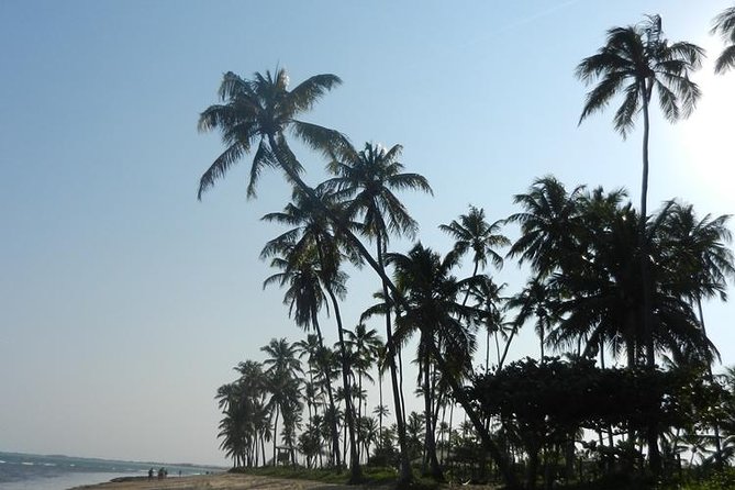 Coconut Coast and Praia Do Forte - the Famous Beaches - Transportation and Pickup Options