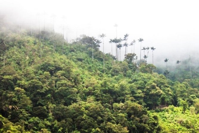Cocora Valley Half Day Trip From Salento - Best Time to Visit