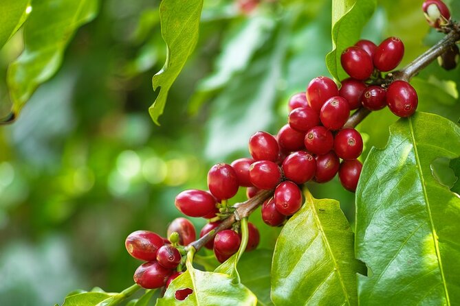 Coffee Experience and Poas Volcano Half Day Trip From San Jose - Tour Description