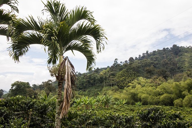 Coffee Tour at Hacienda Venecia Near Salento - Tour Pricing and Options