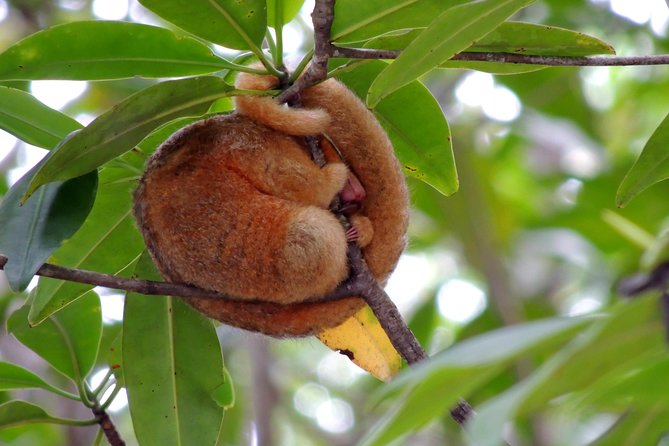 Combo 1: Jungle Night Tour & Day Tour Manuel Antonio - Tour Description