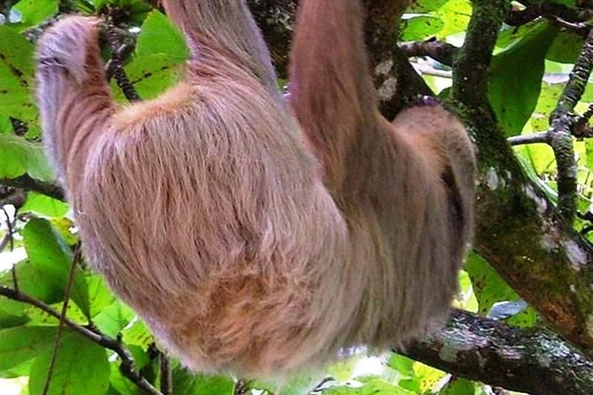 Combo Tour: Tortuguero Canal & Cahuita National Park