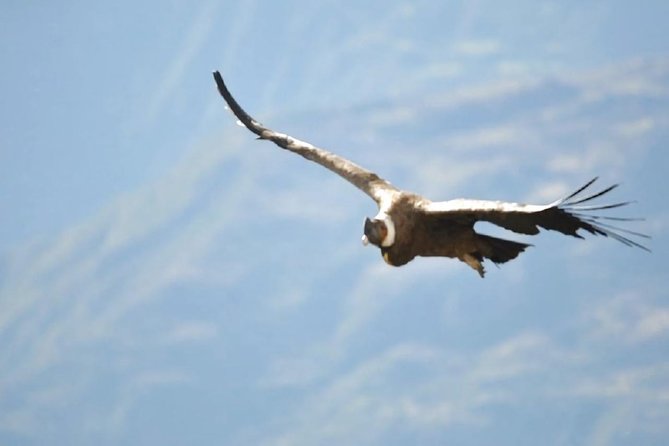 Condor Canyon Full Day From Cusco - Overview