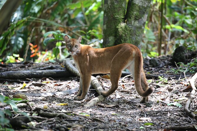 Corcovado National Park Day Tour