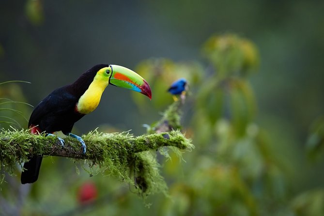 Costa Rica Highlights 8D/7N Vacation Package