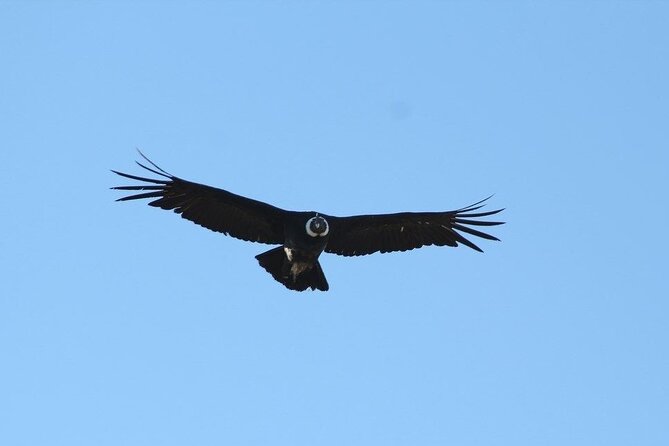 Coyhaique Condor Watching
