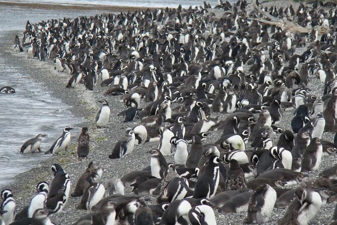 Crab Tour in 4x4 With Penguin Watching - Overview of the Tour