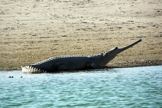 Crocodiles & Birding Trails in Chambal River From Agra - Location Details