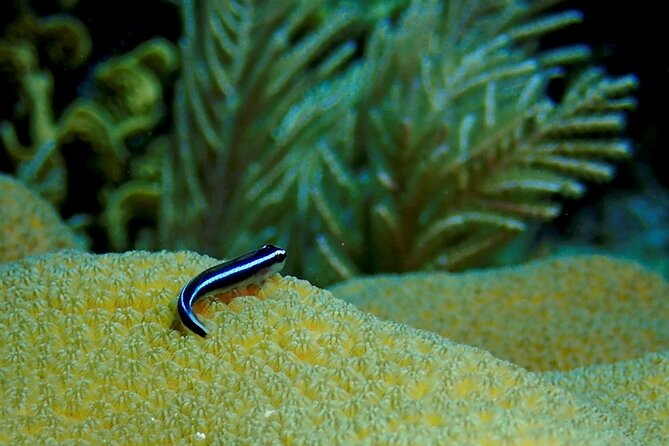 Cruise Guest Half Day Small Group Snorkel With Private Transport - Tour Overview