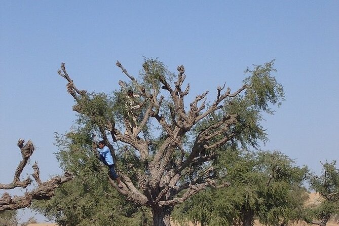 Cultural Evening in the Thar Desert - Jaisalmer - Location