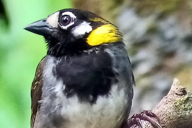 Curicancha Birdwatching Tour - Reservation Details