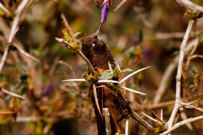Cusco Birdwatching at Balcón Del Diablo (Halfday)