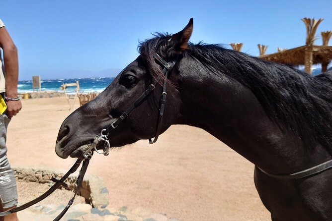 Dahab Horseback Riding Desert and Beach Equestrian Adventure - Location Details