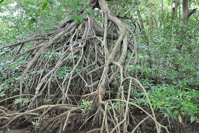 Damas Island Mangrove Boat Tour From Manuel Antonio - Inclusions and Amenities