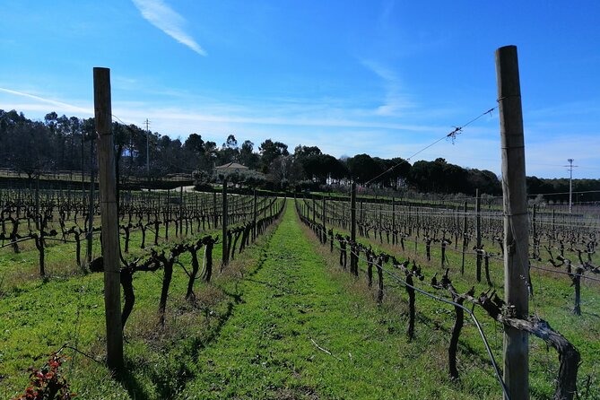 Dao Wine Route Experience, Full-Day From Coimbra