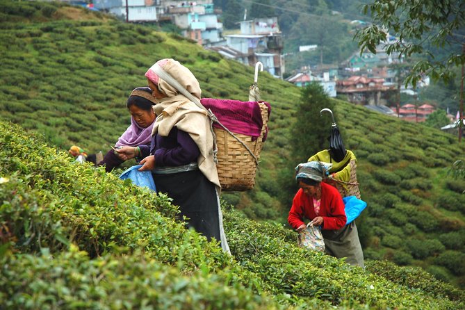 Darjeeling City Tour With Uber - Transportation Details