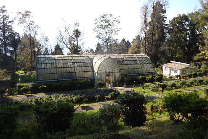 Darjeeling Tea Estate Tour