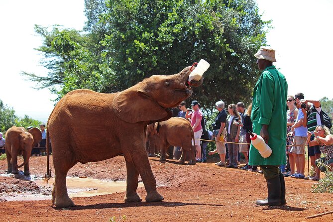 David Sheldrick Elephant Orphanage & Bomas of Kenya - Location and Details