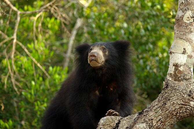 Day Excursion to Yala National Park From Colombo - Tour Details