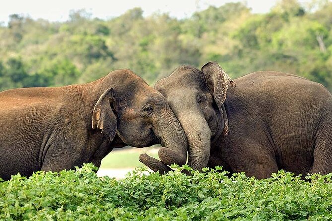 Day Excursions to Wasgamuwa National Park From Negombo