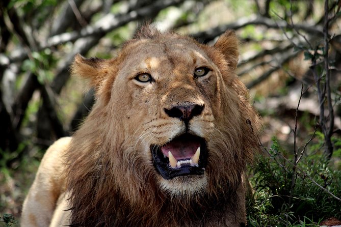 Day Safari in Kruger Park