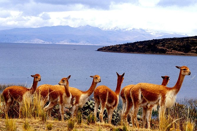Day Tour Cusco to Puno With Rainbow Mountain