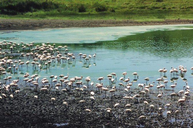 Day Tour in Arusha National Park - Tour Details