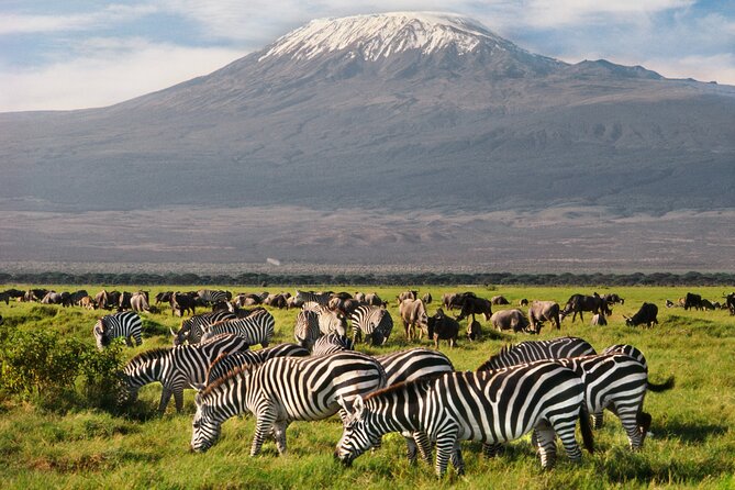 Day Tour to Amboseli National Park and Maasai Village