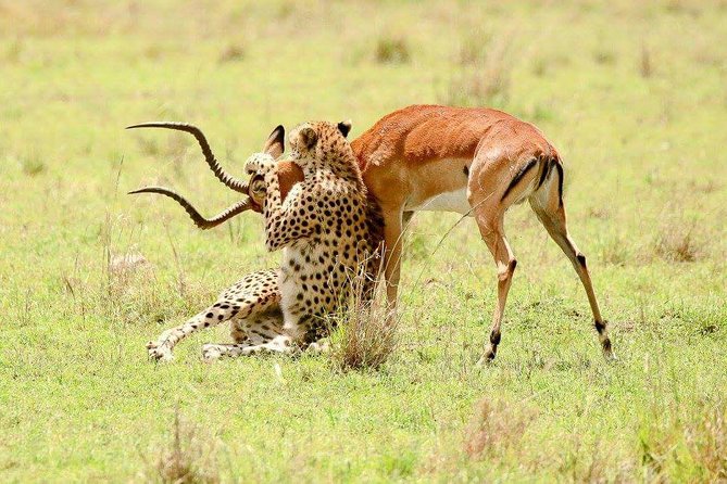 Day Tour to Amboseli National Park From Nairobi