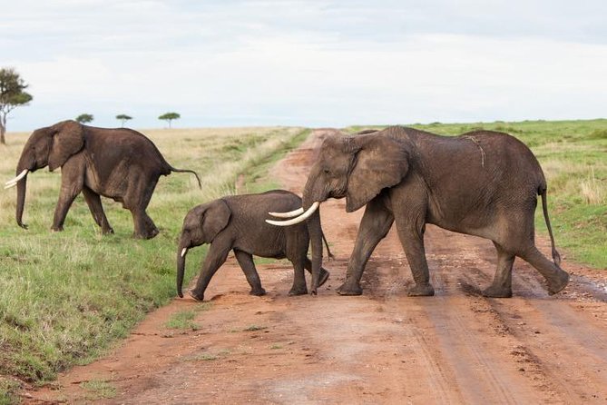 Day Tour To Amboseli National Park From Nairobi