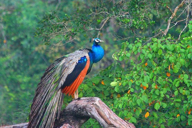 Day Tour to Wilpattu National Park From Bentota