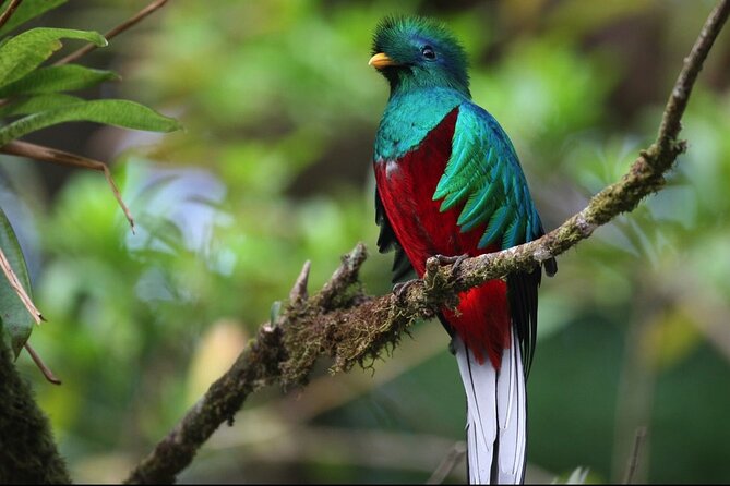 Day Trip From San Jose to Monteverde Cloud Forest & Sky Adventure Park - Trip Overview