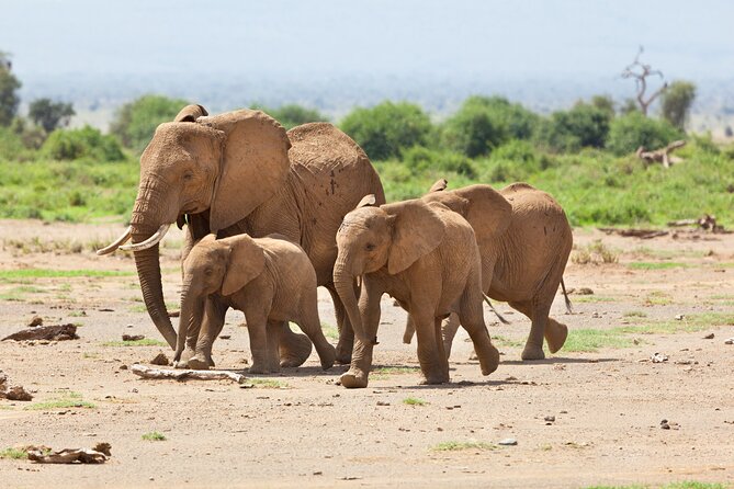 Day Trip in the Tarangire National Park: A Wildlife Encounter - Inclusions and Pickup Details
