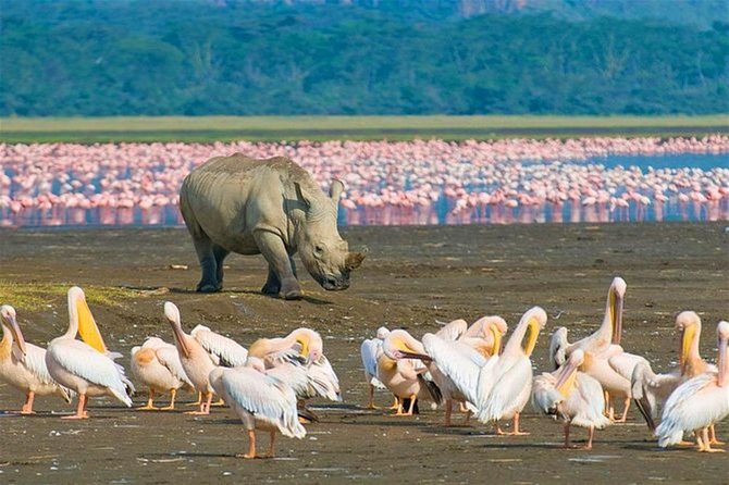 Day Trip Lake Nakuru From Nairobi - Souvenir Photos and Boat Ride