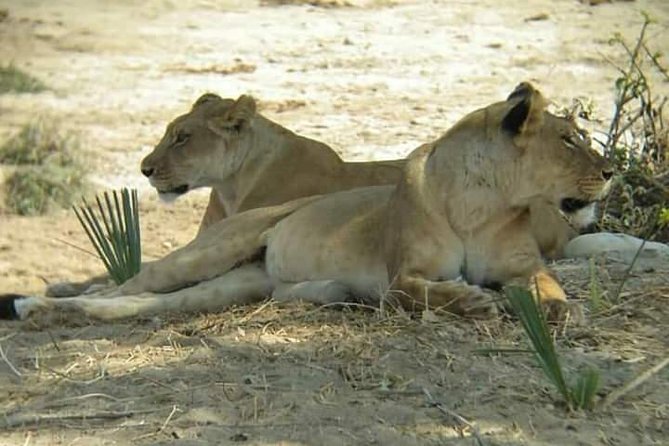 Day Trip Safari to Mikumi National Park From Morogoro